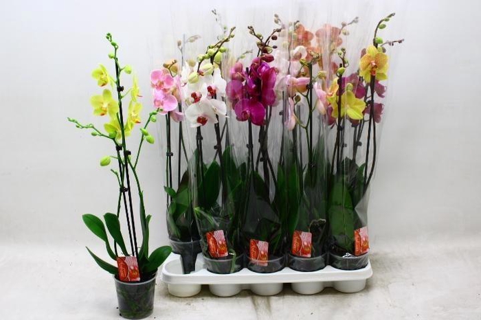 <h4>PHAL GEM 7 KL</h4>