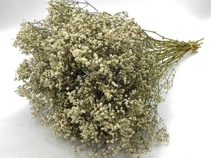 <h4>Dried Gyps Naturel Bunch</h4>