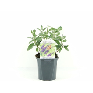 Buddleja Empire Blue
