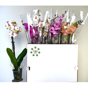PHAL GEM 7 KL