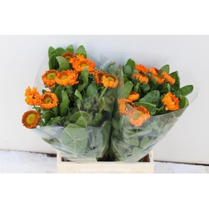 CALEND GREEN SPOT OR