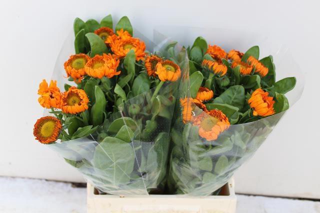 <h4>CALEND GREEN SPOT OR</h4>