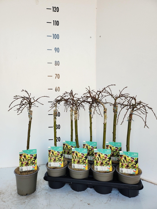 <h4>SALIX ARBUSCULA</h4>