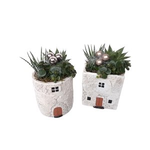 Arr.   Kamerplant Groen L%