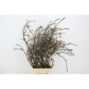 MAGNOLIA GRANDIFLORA GRILLIG X15