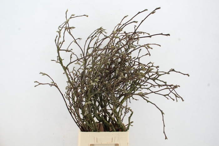 <h4>MAGNOLIA GRANDIFLORA GRILLIG X15</h4>