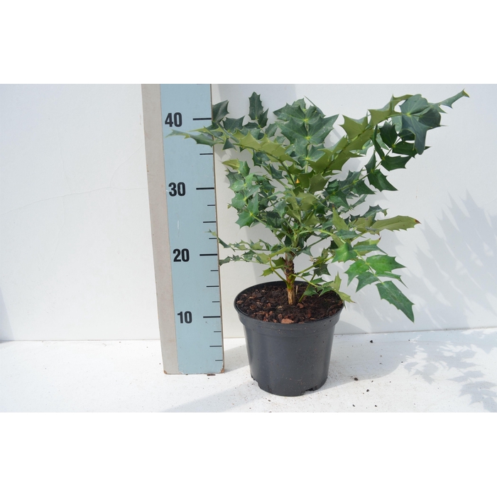 <h4>Mahonia media 'Wintersun'</h4>