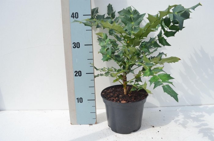 <h4>Mahonia media 'Wintersun'</h4>