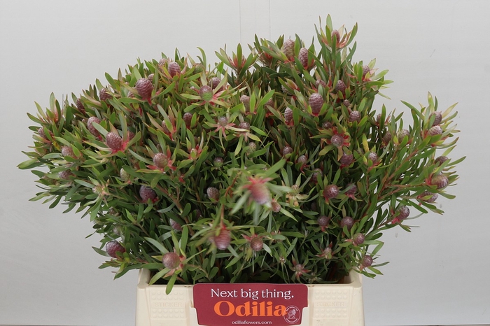 Leucadendron Ayoba Star Pearl