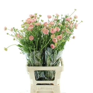 Ran Nat Moderna Riviera