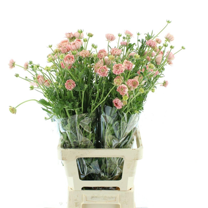 <h4>Ran Nat Moderna Riviera</h4>