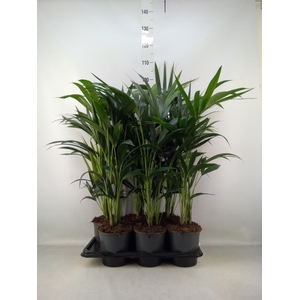 Howea forsteriana
