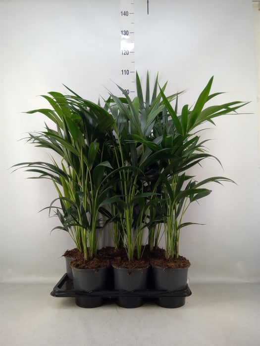 <h4>Howea forsteriana</h4>