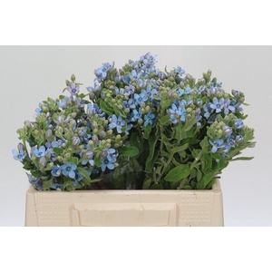 Oxypetalum Tweedia Blue