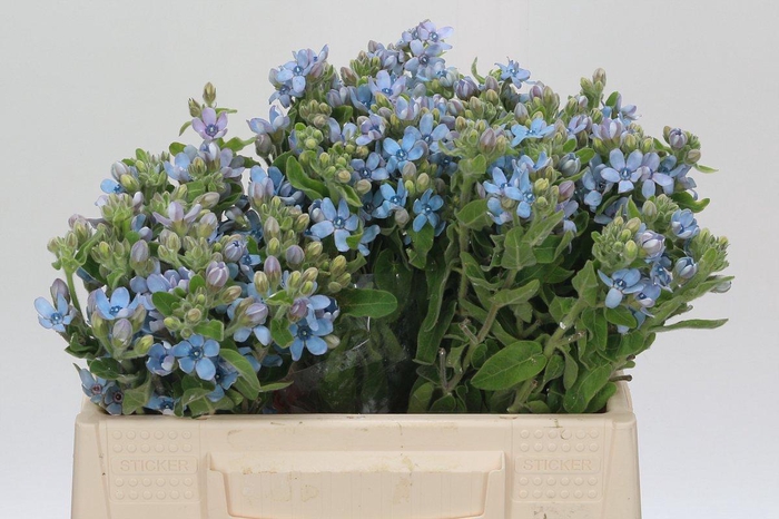 <h4>Oxypetalum Tweedia Blue</h4>