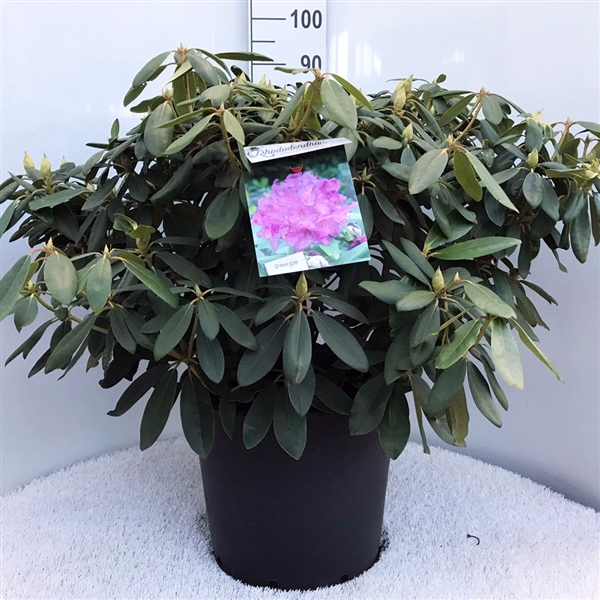 <h4>Rhodo. 'Everestianum' purple</h4>