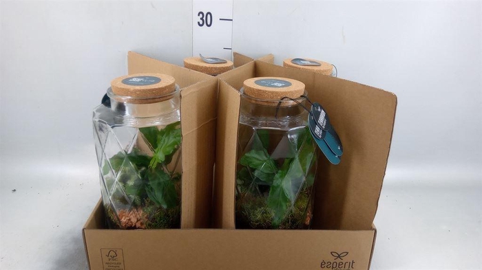 <h4>Arr.   Planten L%</h4>