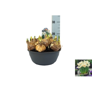 Narcissus Geranium