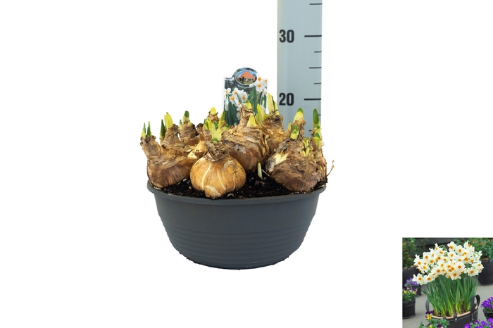 <h4>Narcissus Geranium</h4>