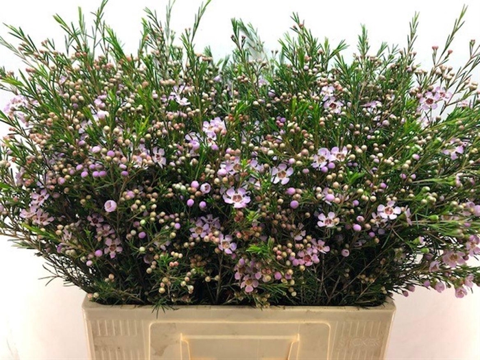 <h4>CHAME UN EARLY NIR</h4>