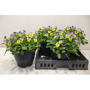 Vio Co Em Yel B J Up