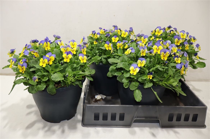 <h4>Vio Co Em Yel B J Up</h4>