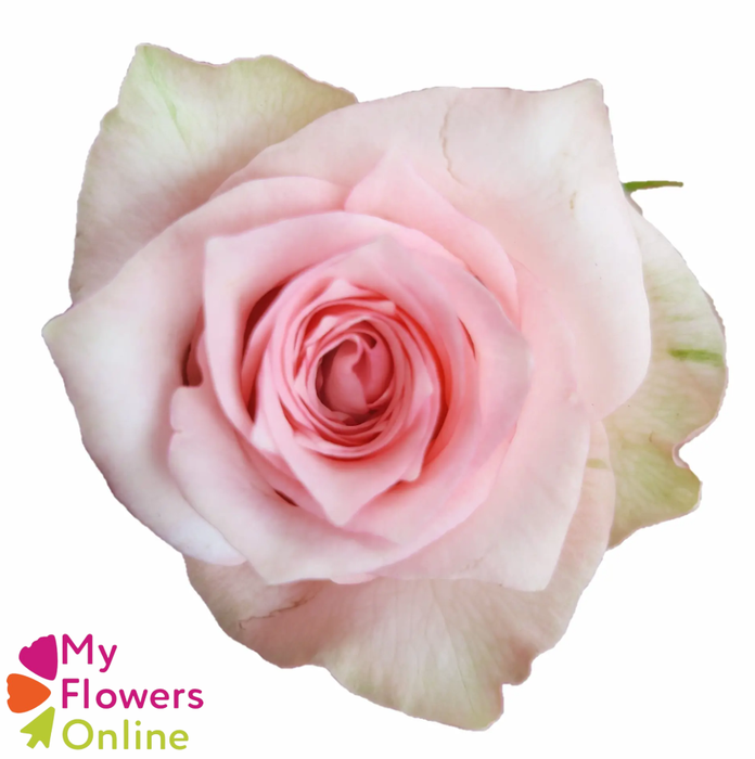 <h4>R Gr Jet Set Pink 50cm EC</h4>