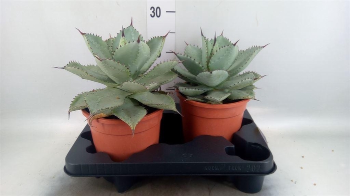 <h4>Agave   ...</h4>