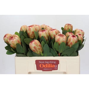 Protea Grandicolor