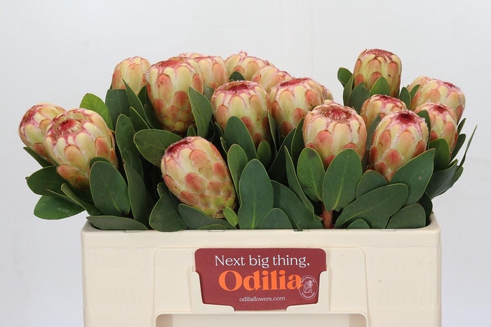 <h4>Protea Grandicolor</h4>