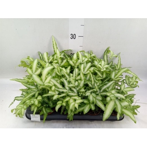 Pteris cretica 'Albolineata'