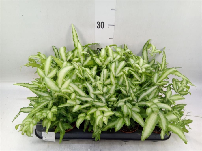 <h4>Pteris cretica 'Albolineata'</h4>