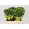 Dianthus Br Kiwi Mellow