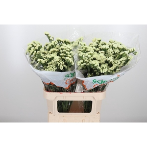 Limonium St Starlight Wings