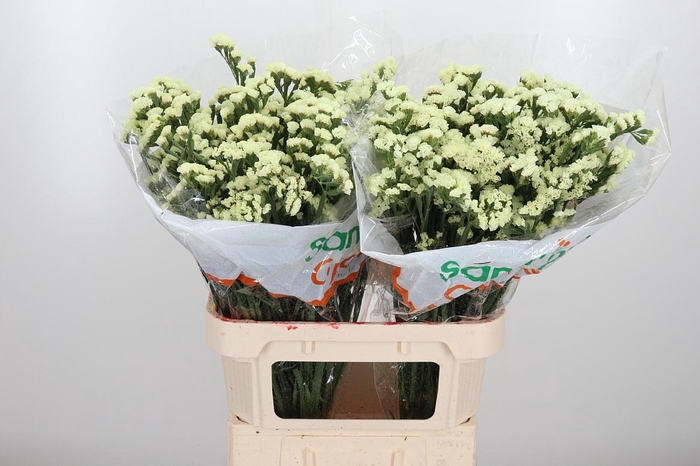 <h4>Limonium St Starlight Wings</h4>