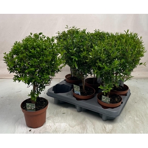 MYRTUS COM