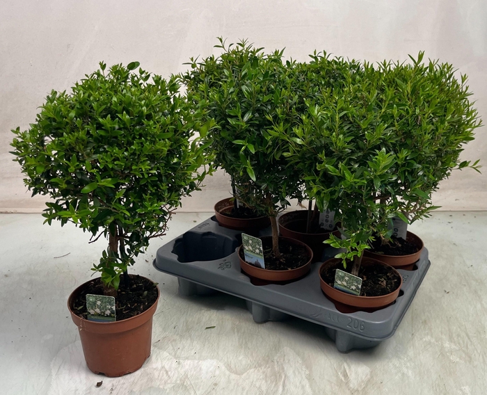 <h4>MYRTUS COM</h4>