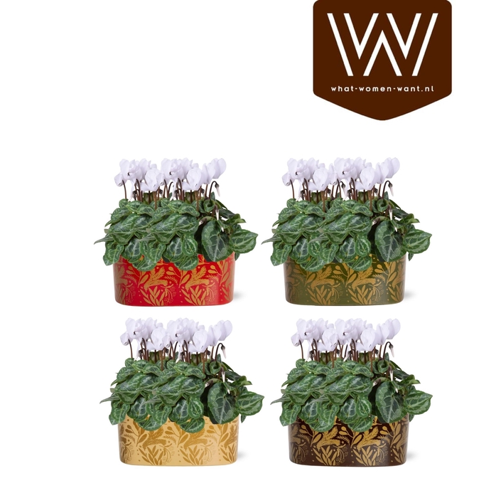 <h4>Collectie "Tasty Bubble" Cyclaam wit in Jenn ovaal Keramiek</h4>