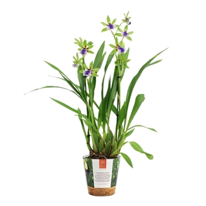 Inca Zygopetalum Impasto Green 2 spike in Jungle cover