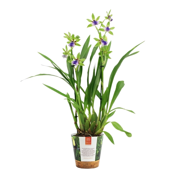 <h4>Inca Zygopetalum Impasto Green 2 spike in Jungle cover</h4>