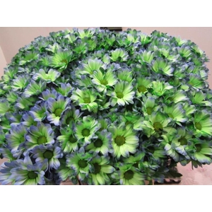 Chr T Bacardi Polar Light