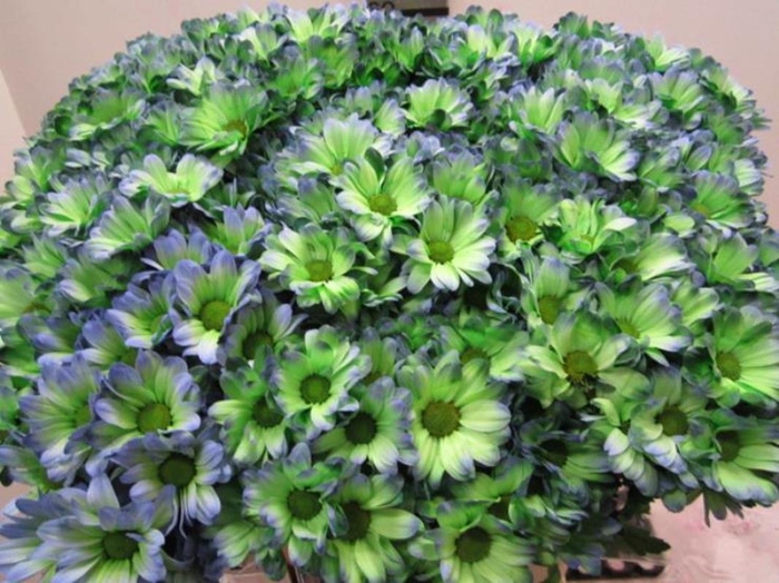 <h4>Chr T Bacardi Polar Light</h4>