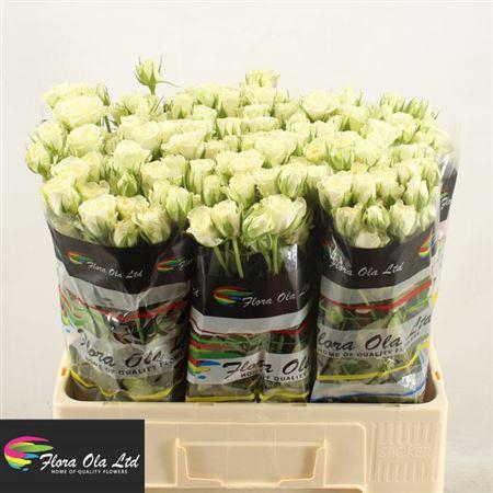 <h4>R Tr Snowflake</h4>