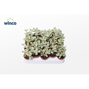 Kalanchoe Hildebrandtii