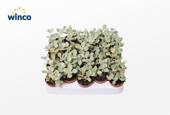 <h4>Kalanchoe Hildebrandtii</h4>