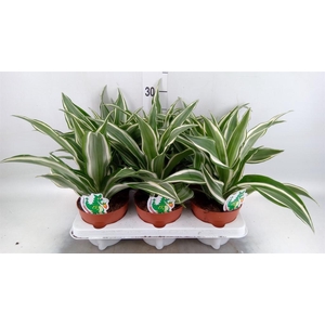 Dracaena frag. 'White Jewel'