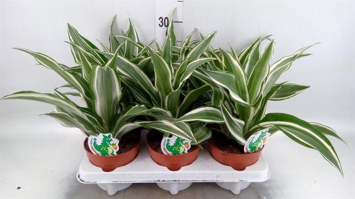 <h4>Dracaena frag. 'White Jewel'</h4>