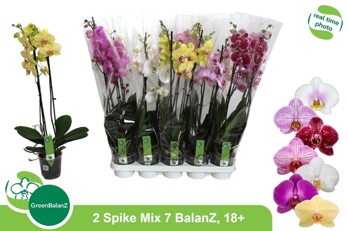 <h4>PHAL GEM 7 KL</h4>