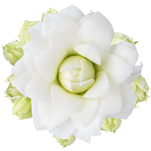 KALANCHOE BLOSSFELDIANA 'MINI' Calandiva - Greta / White - 6cm zonder hoes