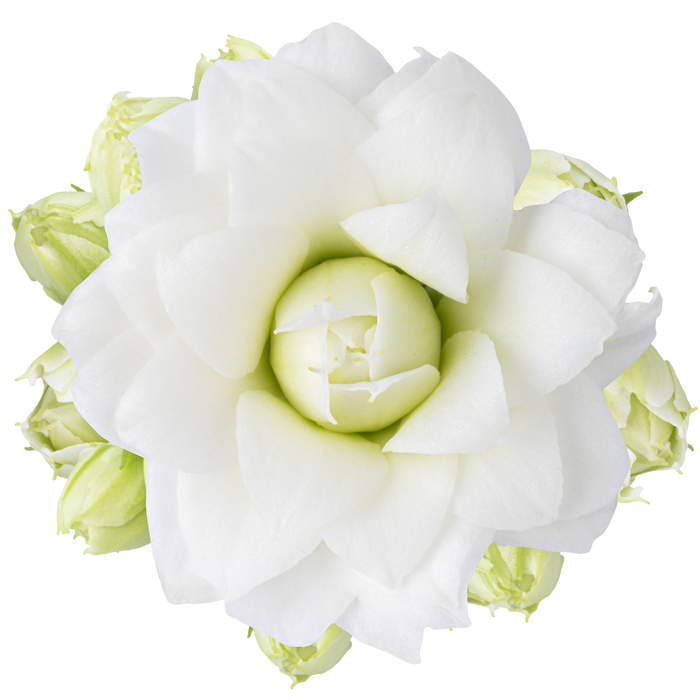 <h4>KALANCHOE BLOSSFELDIANA 'MINI' Calandiva Greta / White met papieren hoes</h4>